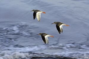 Images Dated 23rd October 2006: Redshank - 3 birds flying over North Sea, autumn. Northumberland, UK