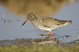 Redshank - adult male