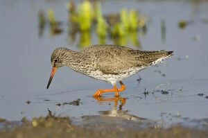 Redshank - adult male foraging