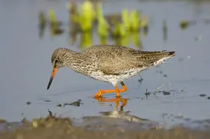 Redshanks Prints: Redshank - adult male foraging