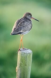 Images Dated 14th May 2004: Redshank Bird