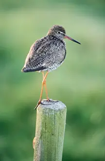 Redshanks Prints: Redshank Bird