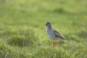 Redshanks Prints: Redshank - Calling on breeding grounds Tringa totanus Unst, Shetland, UK BI011230