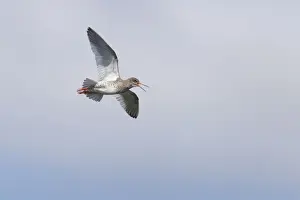 Redshanks Prints: Redshank - Calling in flight Tringa totanus Unst, Shetland, UK BI011327