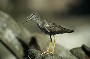 Redshanks Prints: Redshank - Calling. Pensthorpe, Norfolk, UK BI006872