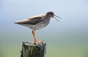 Images Dated 23rd June 2005: Redshank - calling from post