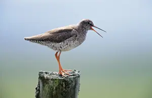 Redshanks Prints: Redshank - calling from post