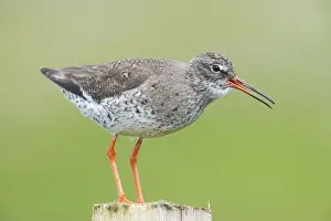 Redshank - Calling from post Tringa totanus Shetland Mainland, UK BI011292
