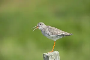 Redshank - Calling from post Tringa totanus Shetland Mainland, UK BI011295