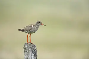Redshank - Calling from post Tringa totanus Yell, Shetland, UK BI011265