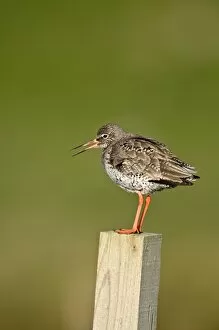 Images Dated 8th June 2009: Redshank - calling - standing on wooden fence post
