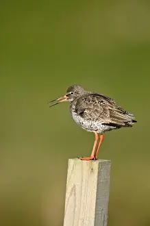 Redshanks Prints: Redshank - calling - standing on wooden fence post - North Uist - Outer Hebrides