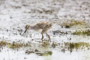 Redshank - chick foraging for food in mud on lake shore, Island of Texel, The Netherlands Date: 11-Feb-19