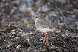 Images Dated 11th December 2007: Redshank - Cornwall - UK