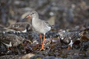 Images Dated 11th December 2007: Redshank - Cornwall - UK