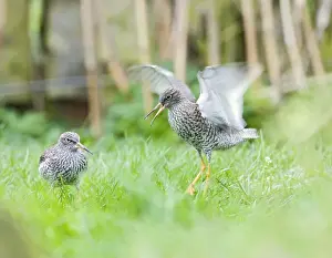 Redshanks Prints: Redshank – displaying Pensthorpe – Norfolk – UK 004290