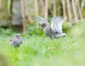 Images Dated 13th April 2007: Redshank – displaying Pensthorpe – Norfolk – UK 004290