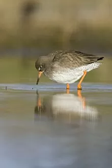 Images Dated 11th February 2005: Redshank Feeding on flies near the water surface. Cleveland, UK