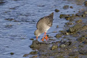 Redshanks Prints: Redshank - feeding - Hayle estuary - Cornwall - UK