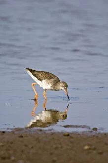 Images Dated 21st September 2008: Redshank - feeding in shallow water