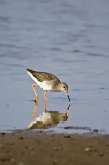 Redshanks Prints: Redshank - feeding in shallow water - Norfolk - UK