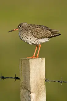 Redshank - on fence post with barbed wire - North Uist - Outer hebrides