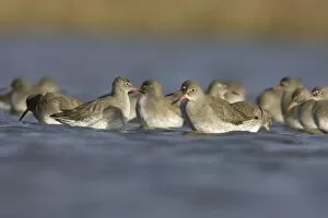 Redshank - Flock feeding on flies near the water surface