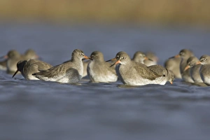 Images Dated 4th December 2004: Redshank Flock feeding on flies near the water surface. Cleveland, UK