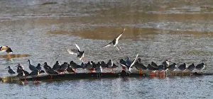 Redshanks Prints: Redshank & Greenshank (Tringa nebularia) - gathering 8463