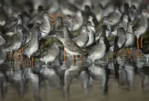 Redshanks Prints: Redshank - High Tide Roost Snettisham RSPB Reserve Norfolk, UK BI006873