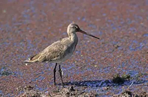 Redshanks Prints: Redshank, Keoladeo National Park, India