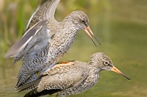 Images Dated 18th May 2005: Redshank - Mating Pair Norfolk UK
