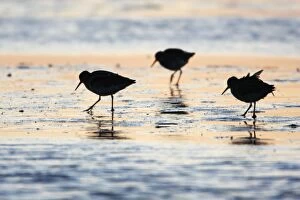Redshank - migratory birds feeding on tidal mudflats at dawn