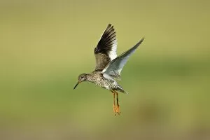 Images Dated 8th June 2008: Redshank - parent bird in flight, guarding chicks on ground, Holland, Texel