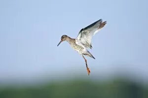 Images Dated 8th June 2008: Redshank - parent bird in flight, guarding chicks on ground, Holland, Texel