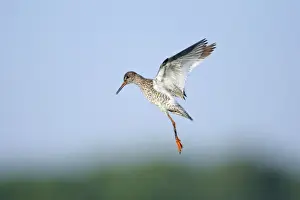 Redshanks Prints: Redshank - parent bird in flight, guarding chicks on ground, Holland, Texel