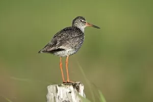 Images Dated 18th June 2009: Redshank - perched on fence post, alert