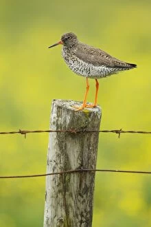 Images Dated 16th June 2014: Redshank - on post with buttercup meadow in background