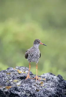 Redshanks Prints: Redshank - on rock
