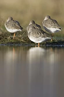 At Nests Gallery: Redshank - Roosting