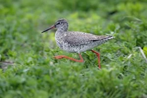 Images Dated 13th April 2006: Redshank- running across a meadow, Neusiedler See NP, Austria