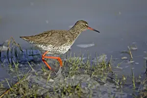 Redshanks Prints: Redshank- searching for food on lake edge, Neusiedler See NP, Austria