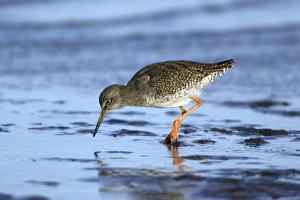 Images Dated 16th October 2007: Redshank - searching for food on mudflats