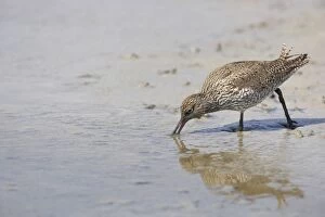 Redshank - Searching for food on soft mud