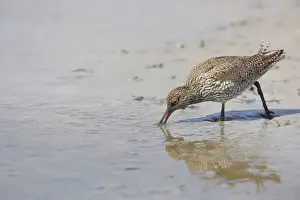 Redshanks Prints: Redshank - Searching for food on soft mud Tringa toranus Texel, Netherlands BI014138