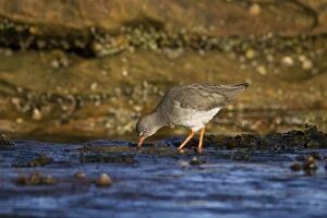 Redshank - searching rock pools for food