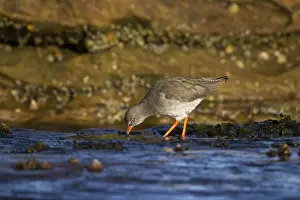Searching Prints: Redshank - searching rock pools for food - Burghead - Scotland - UK