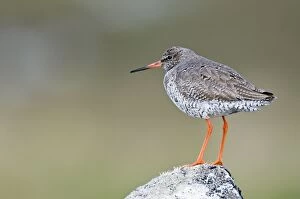 Images Dated 6th June 2009: Redshank - Standing on rock