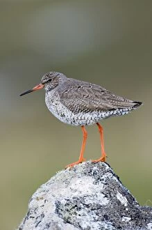 Images Dated 6th June 2009: Redshank - Standing on rock