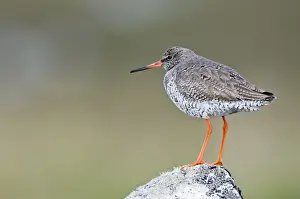 Redshank - Standing on rock - North Uist - Outer Hebrides